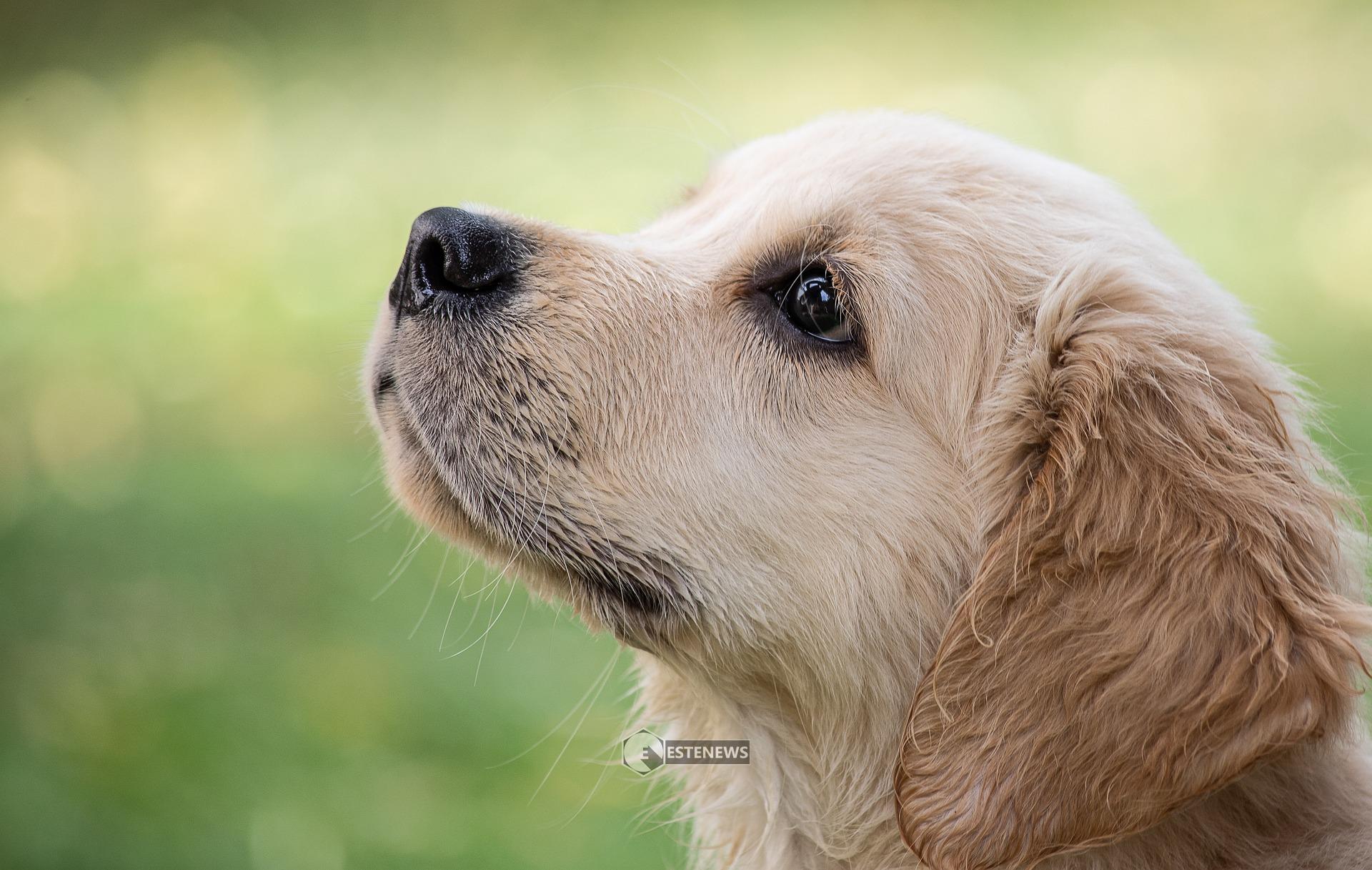 Cosa insegnare ad un cucciolo di cane