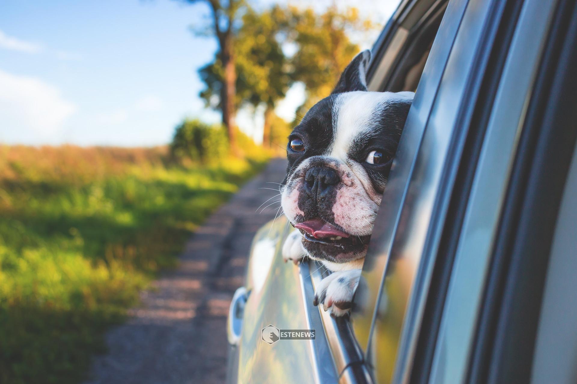 Cane in auto? Attento alle regole da rispettare