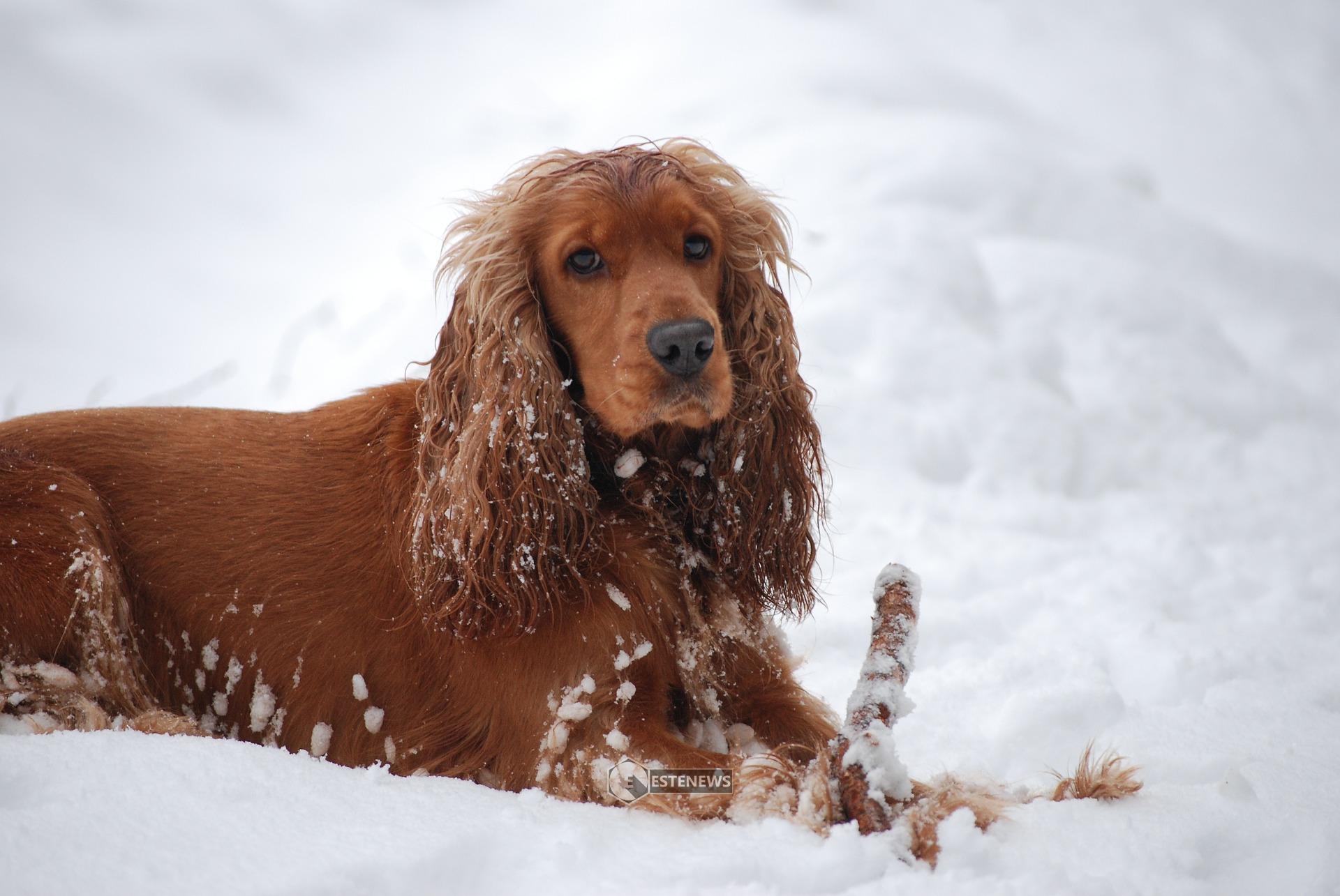 Cani: come vestirli in inverno?