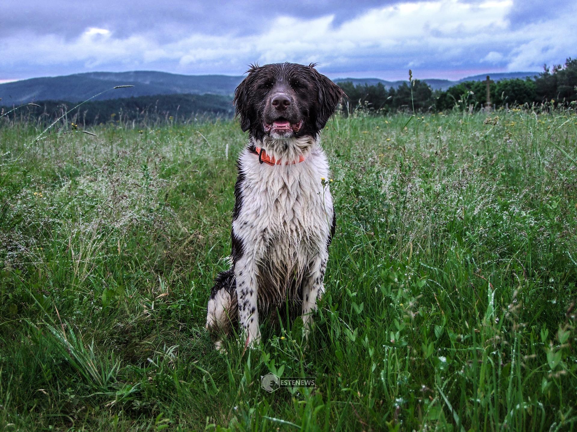 Come proteggere i cani quando piove