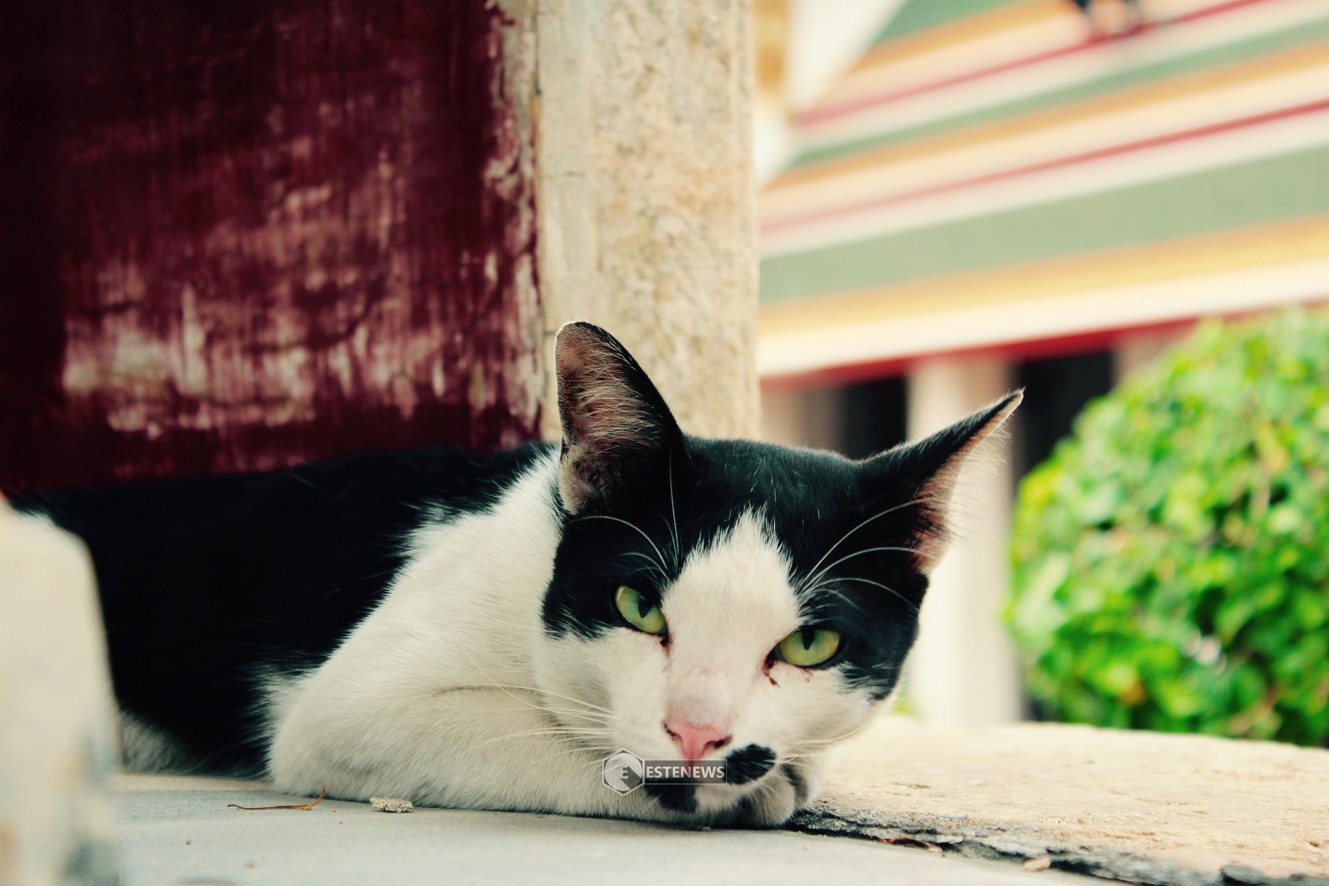 Ecco come il gatto ti mostra affetto
