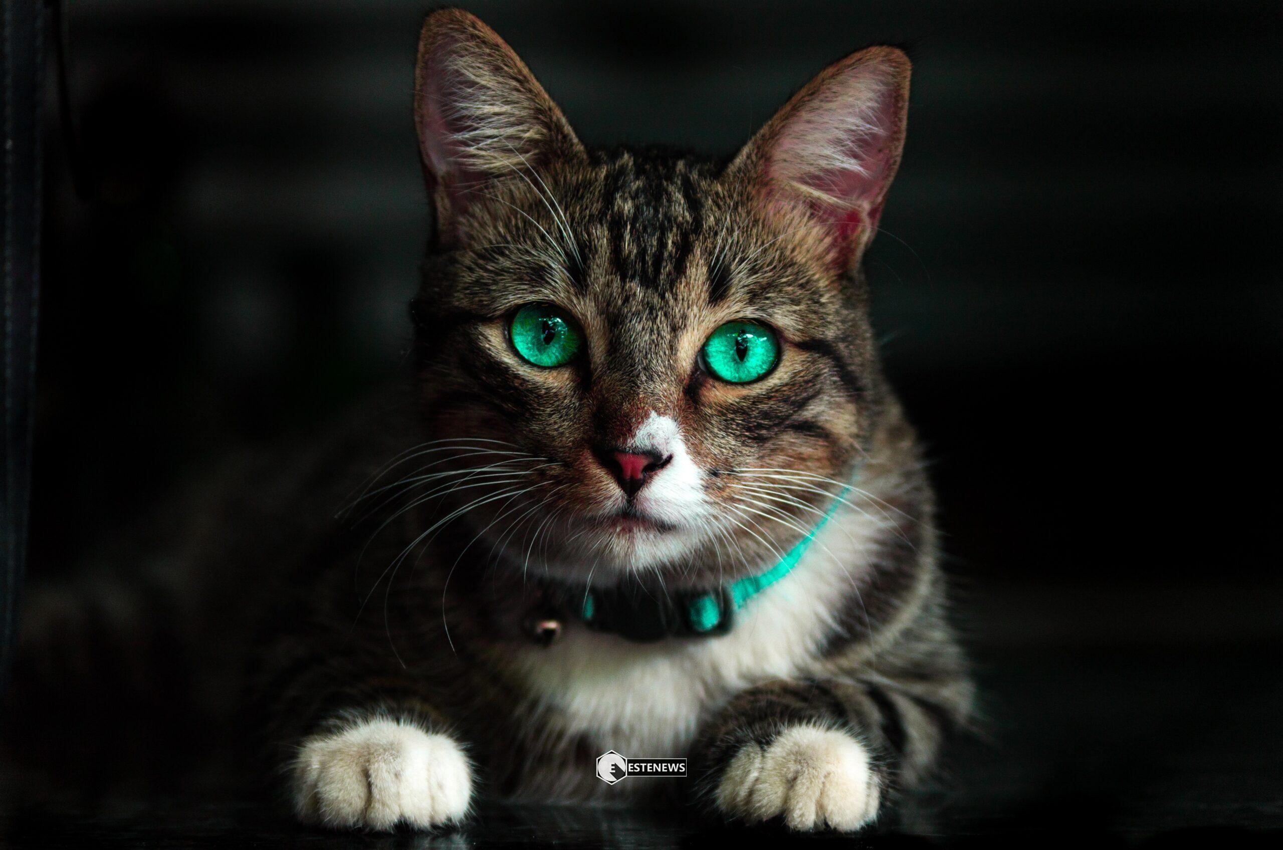 Graffi sul divano e sui mobili: come evitare che il gatto distrugga casa