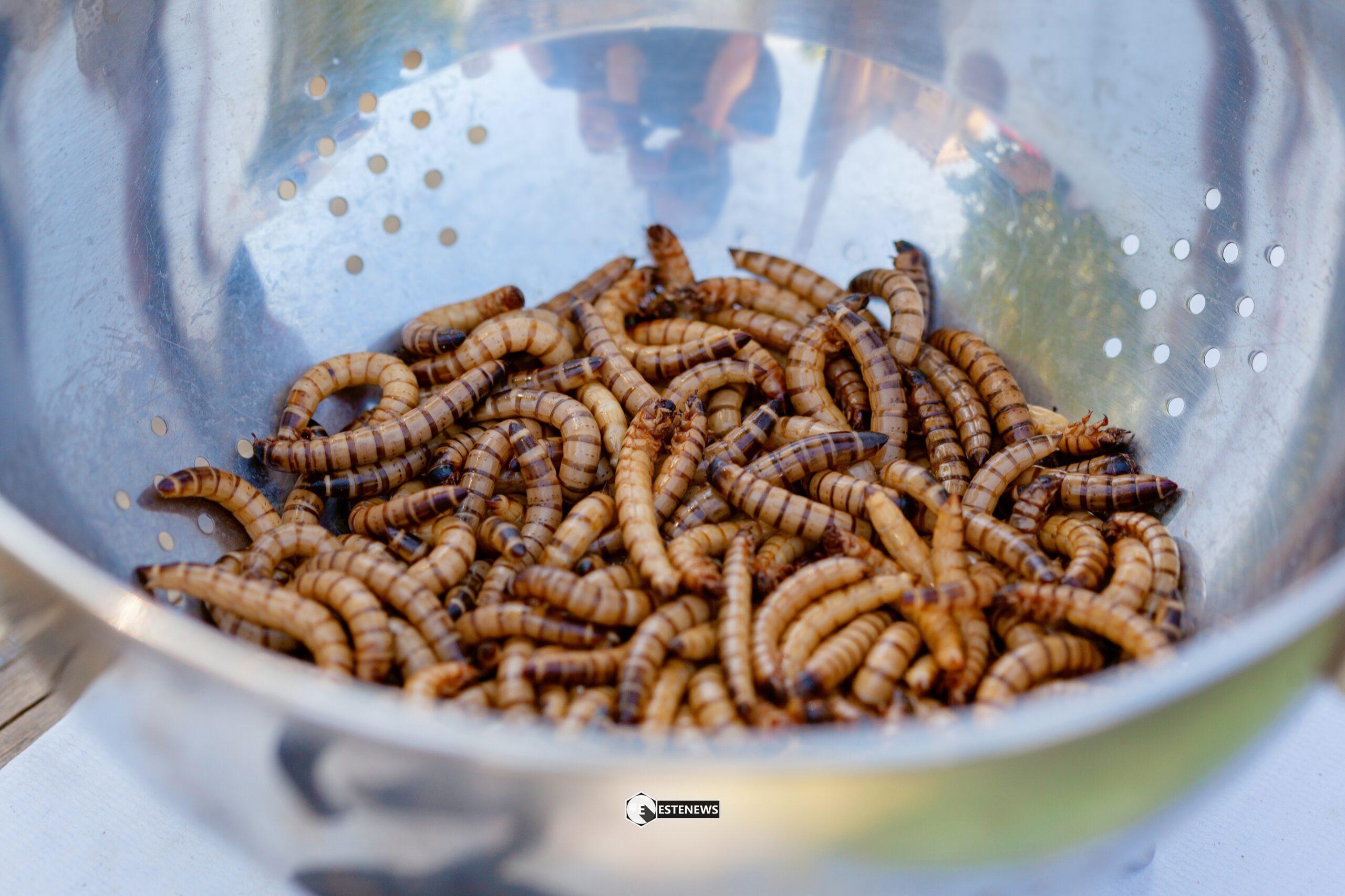 Ue: un nuovo tipo di larva nelle tavole dell’Europa Cosa ci sarà dentro i nostri piatti?