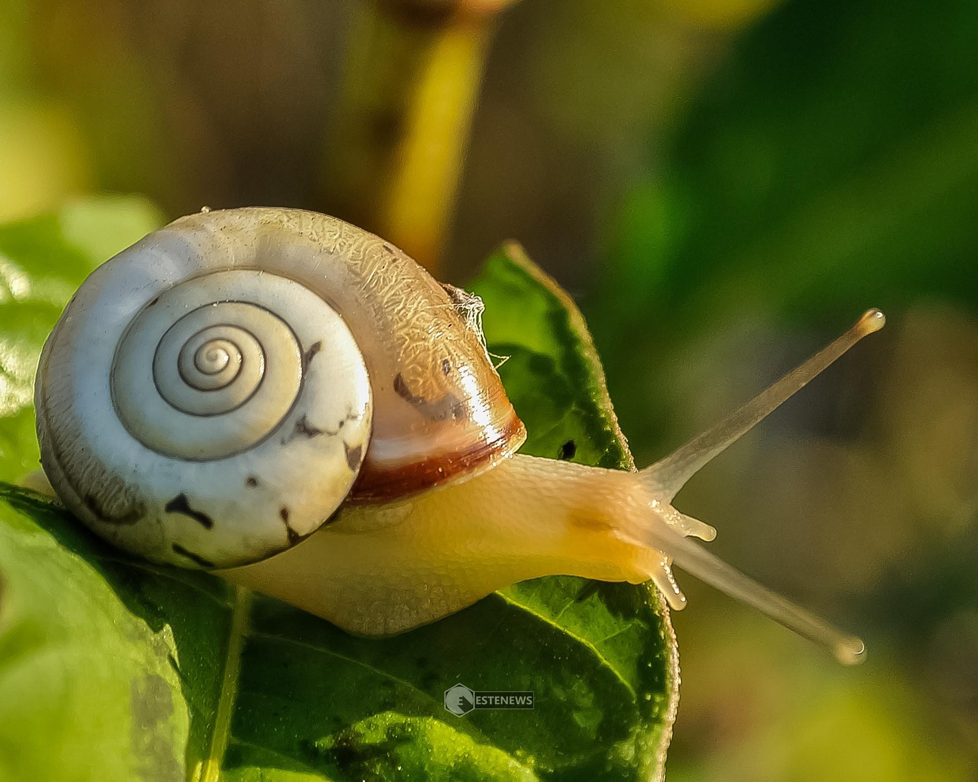 Lumache nell'orto? Consigli per allontanarle