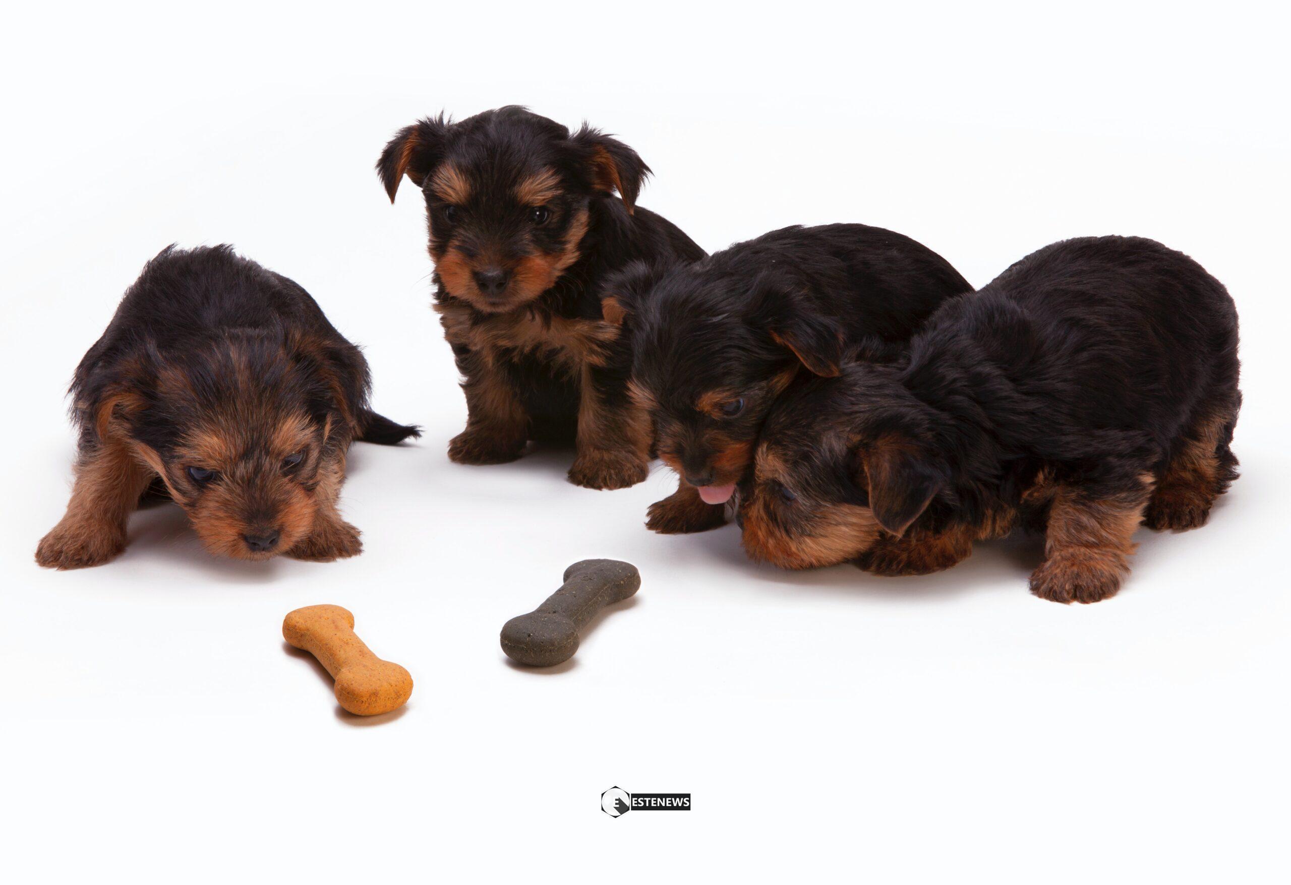 Svezzamento del cane, tutto ciò che devi sapere per non sbagliare con il tuo cucciolo