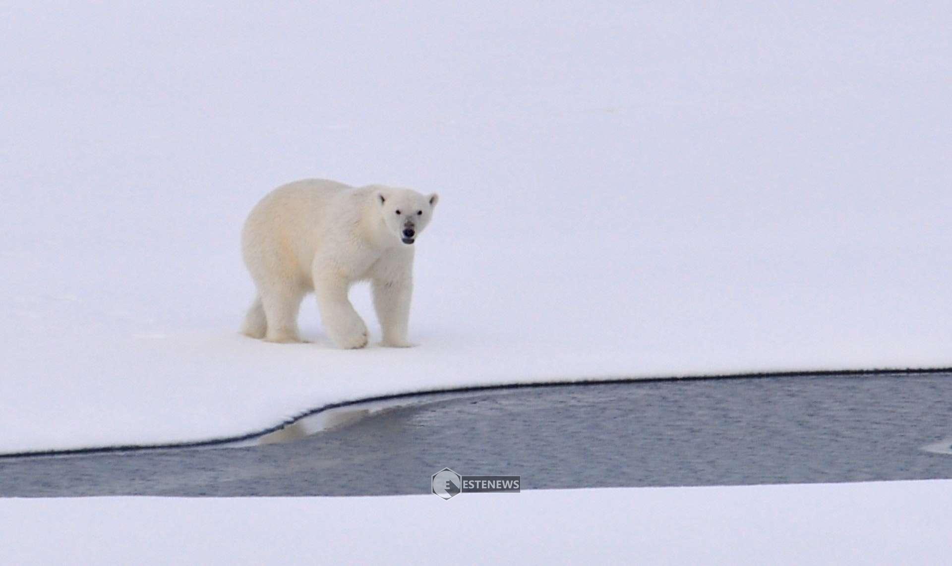 Fauna selvatica: Quali sono le specie a rischio estinzione?