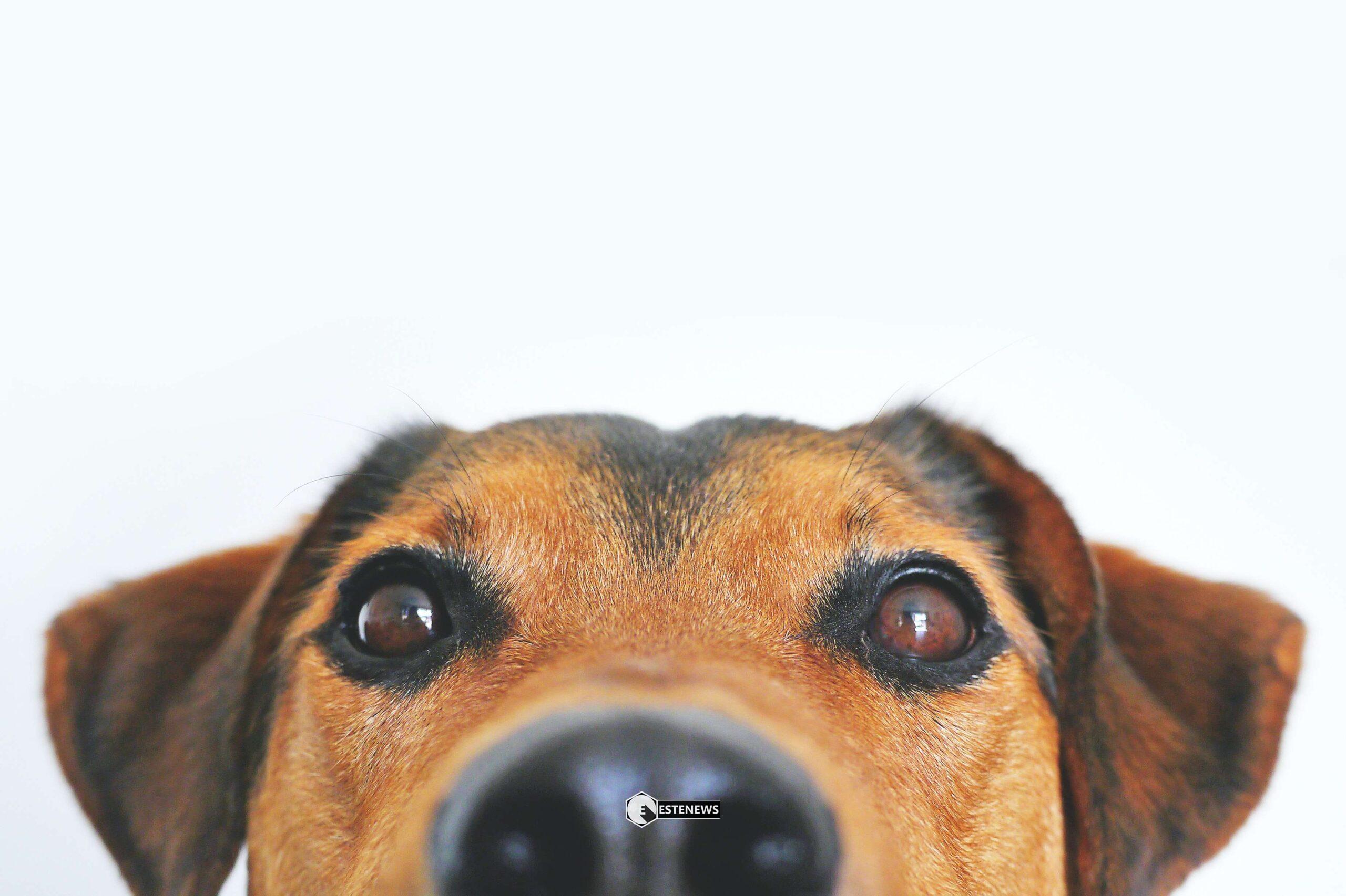 Come si può capire se il proprio cane ha la febbre? Toccargli il naso per vedere se è umido o secco, caldo o freddo non basta.