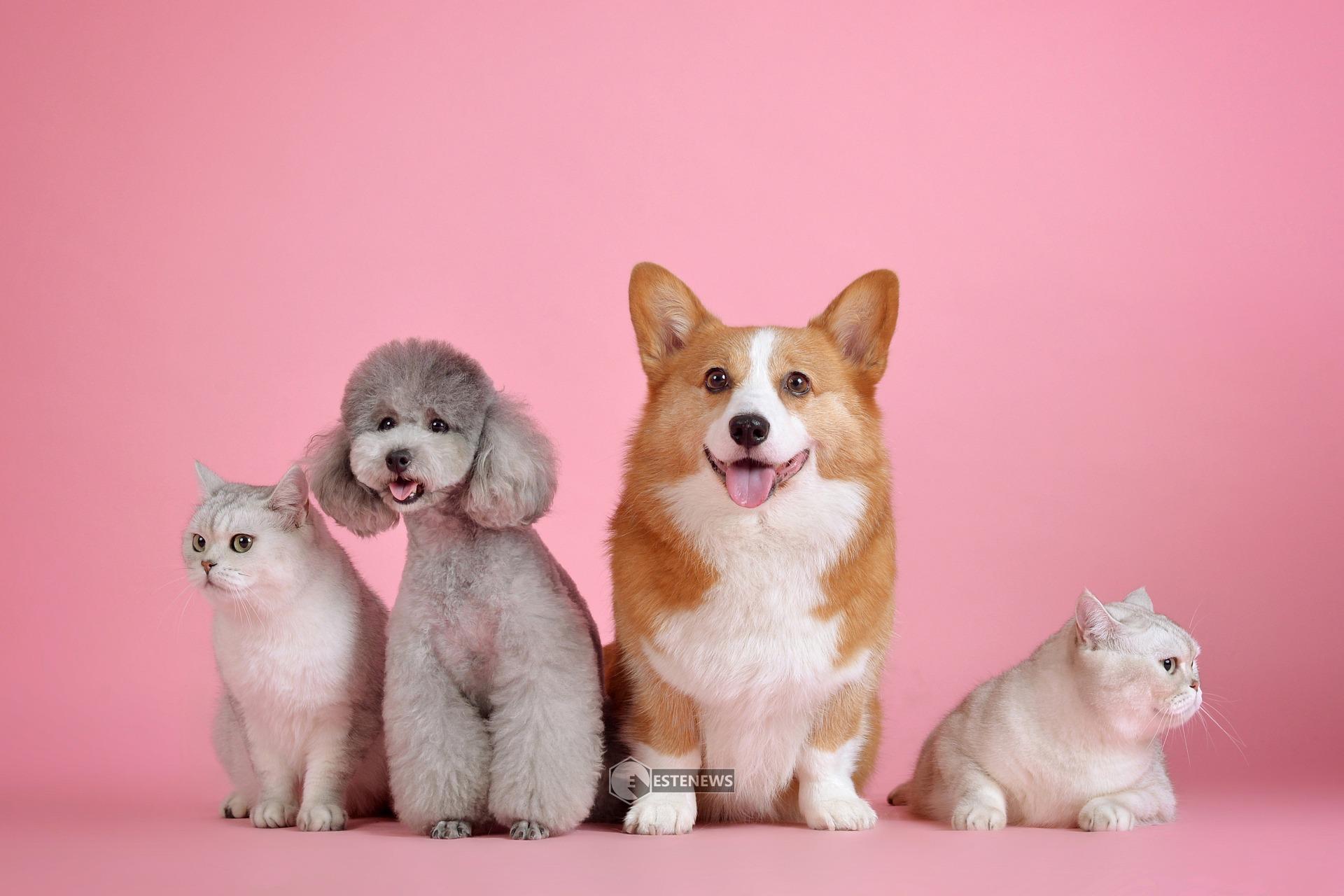 Animali domestici in viaggio, ecco che documenti servono