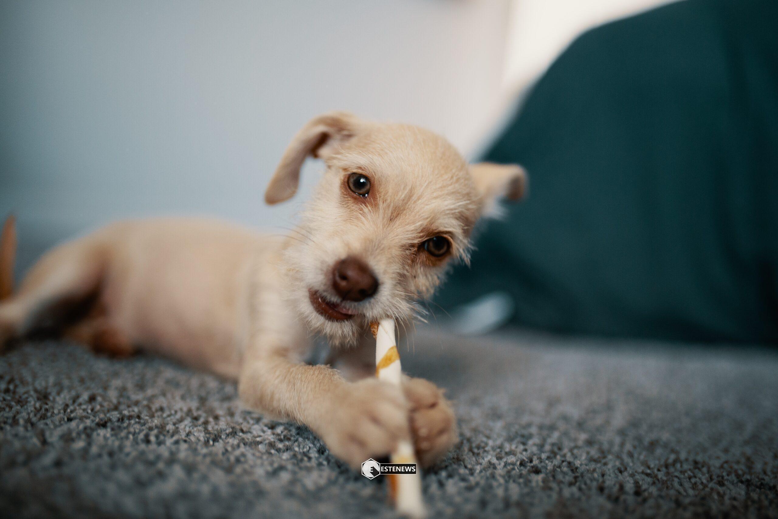 Snack per cani
