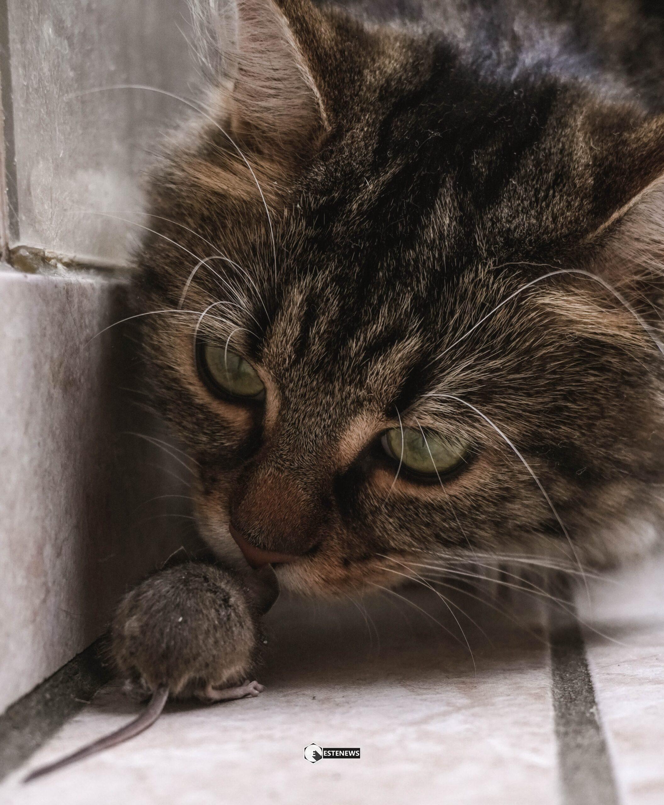 Gatto e preda