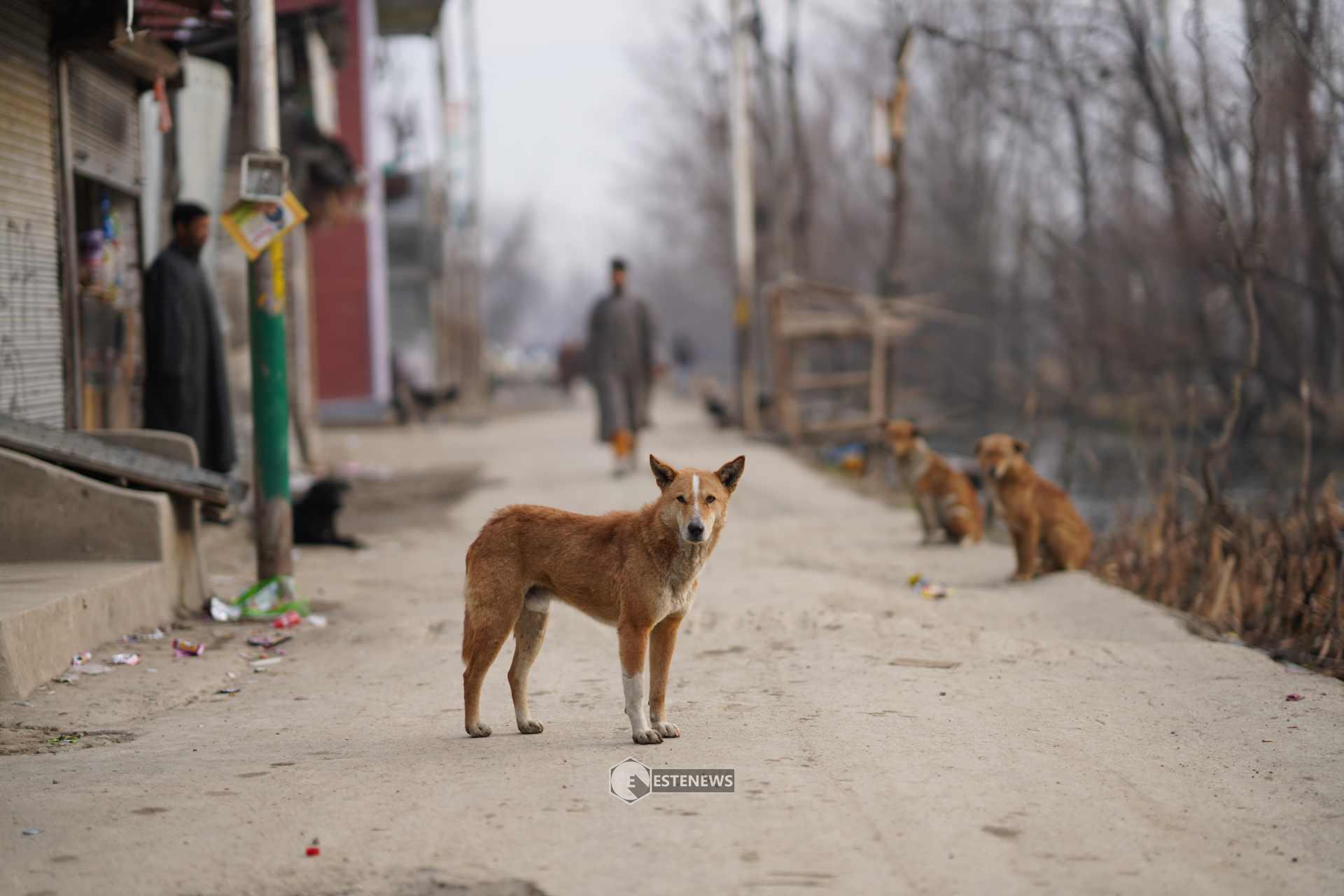 Terremoto: in Turchia e Siria soffrono anche gli animali, ecco come aiutarli