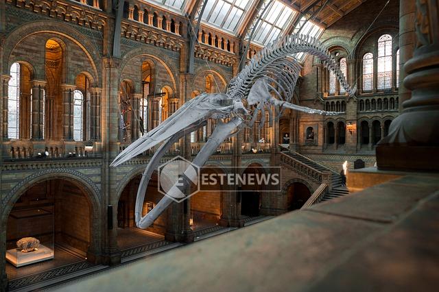 Museo
