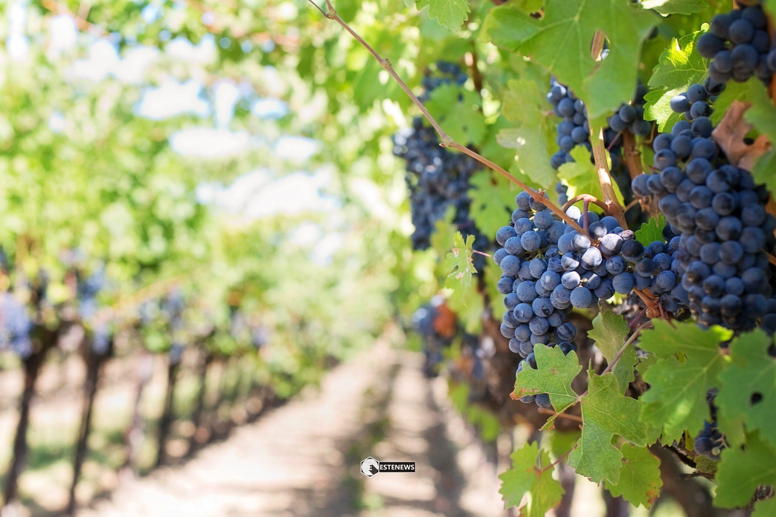 denominazione ig vini