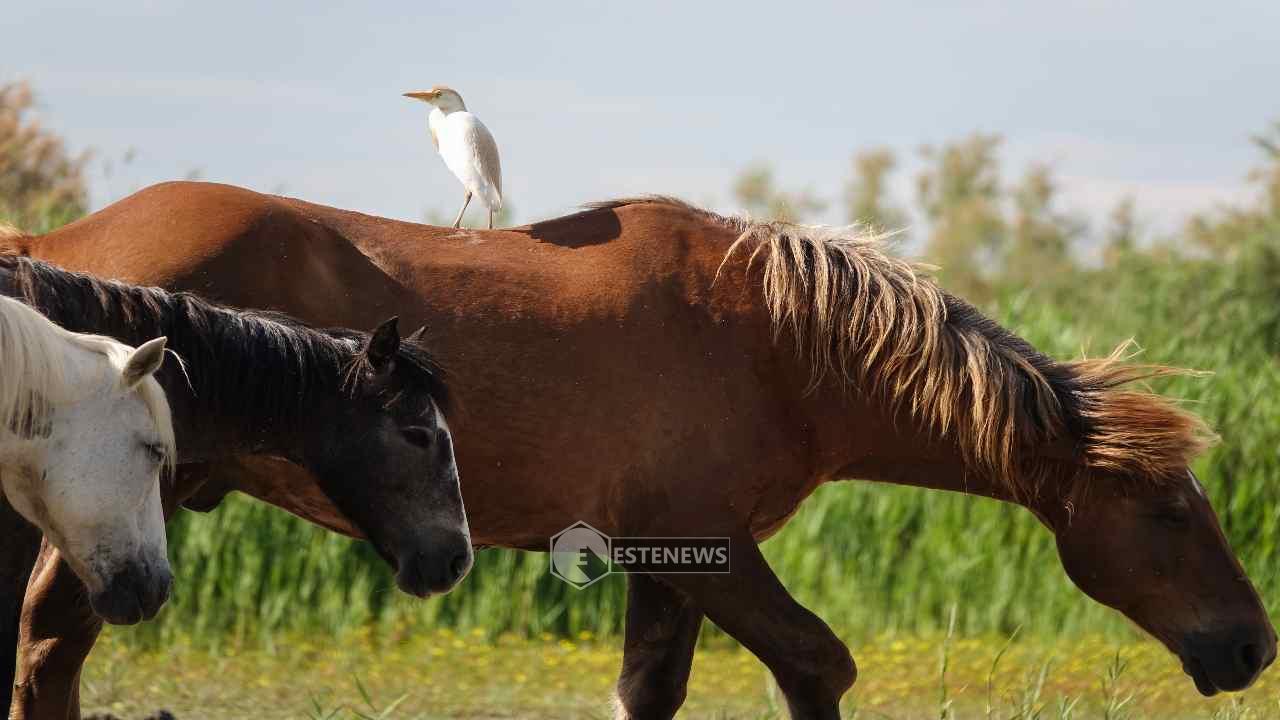 Camargue