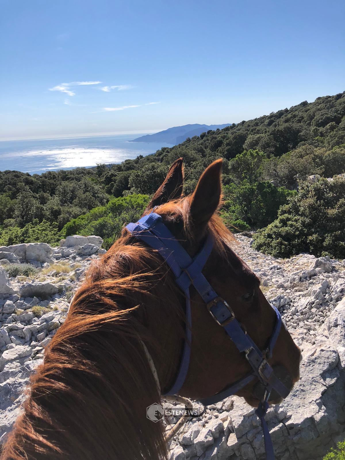 cavallo
