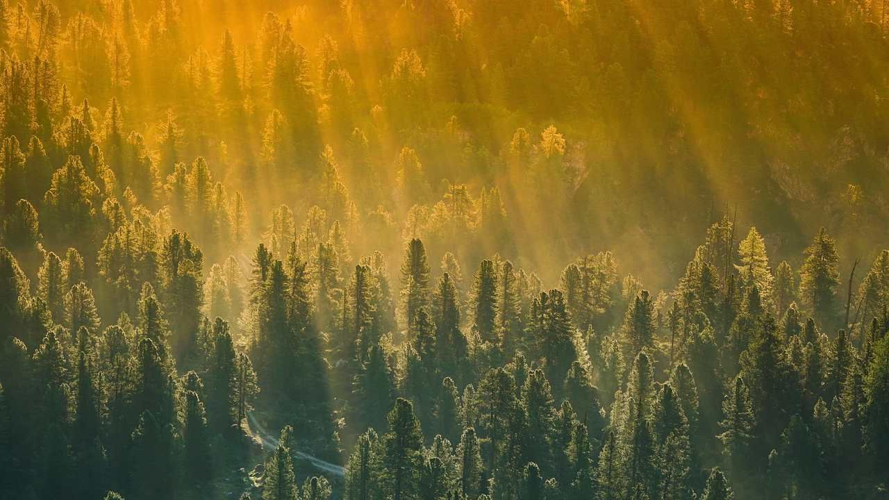 foreste lombarde
