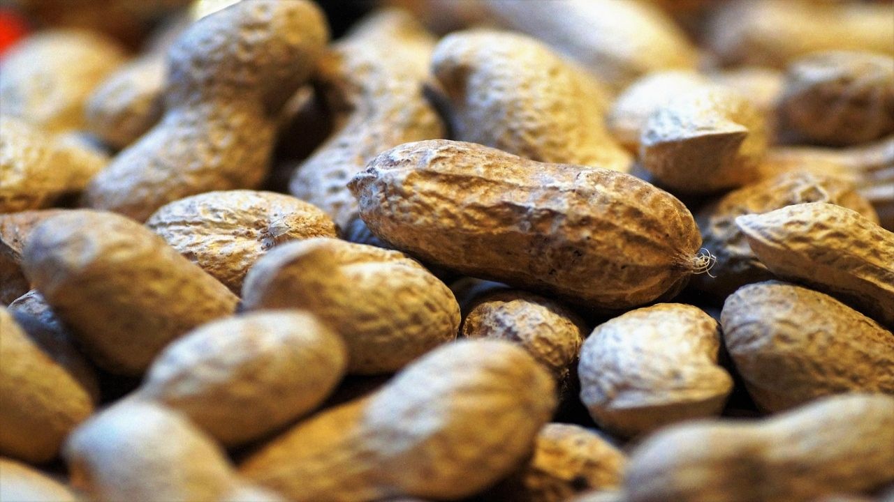 allergie