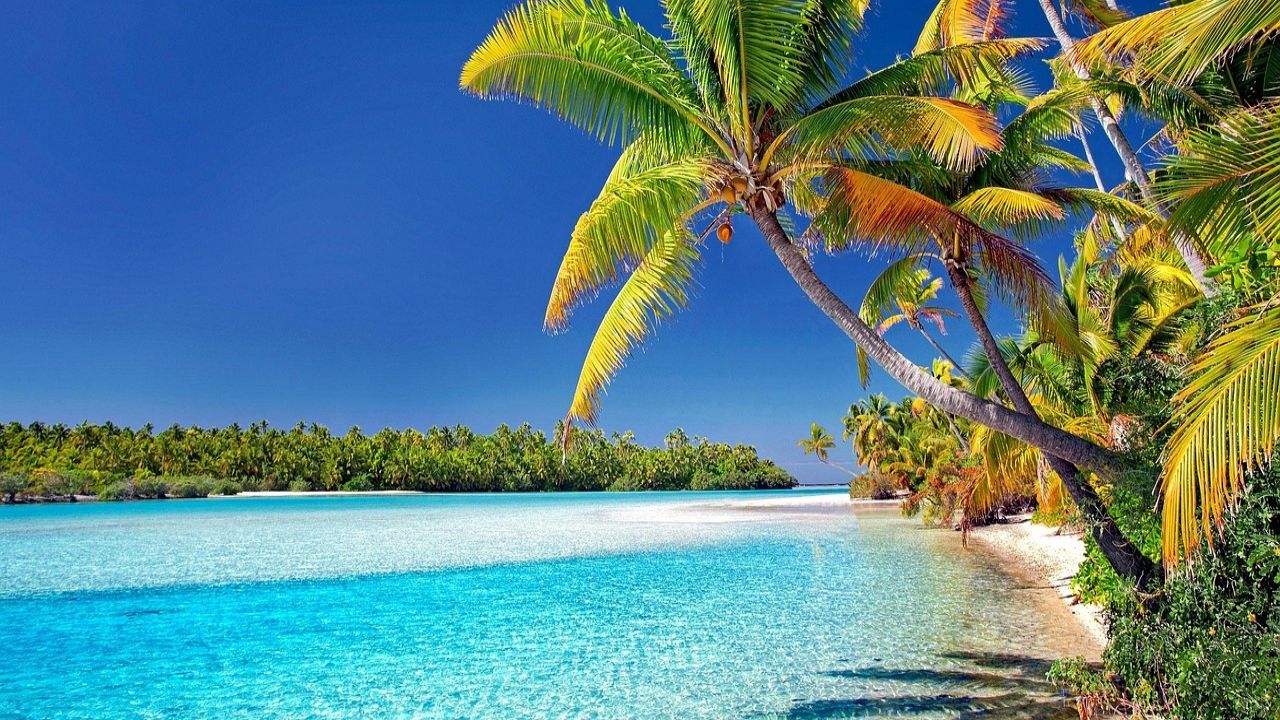 isole cook