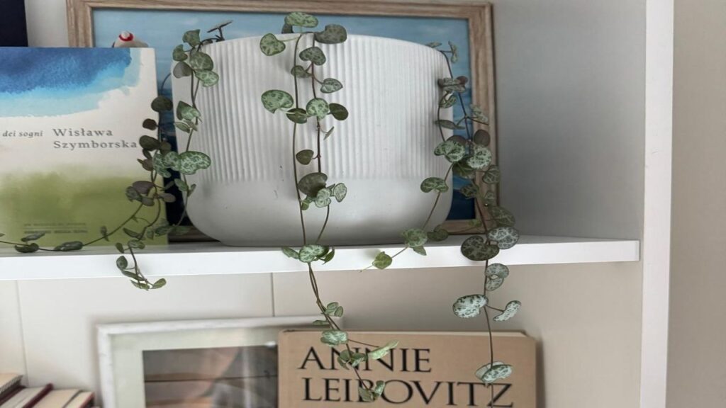 Pianta collana di cuori