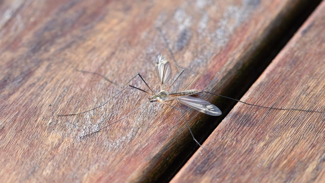 westnile