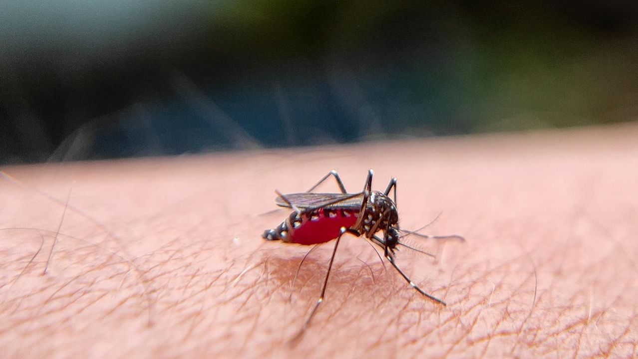 zanzare virus