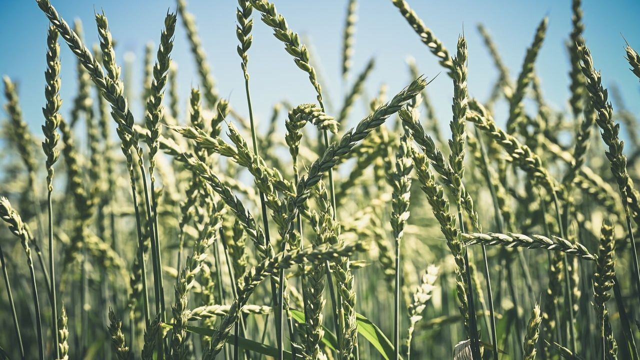 agricoltura