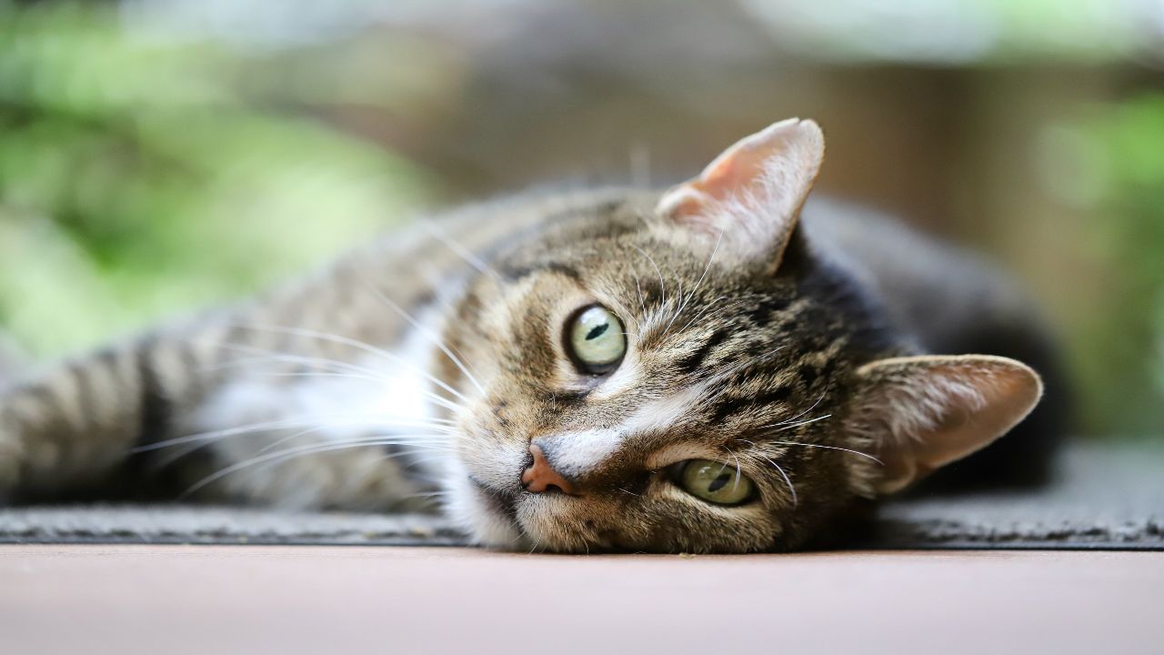 gatto